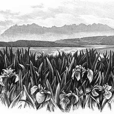 A printed image.