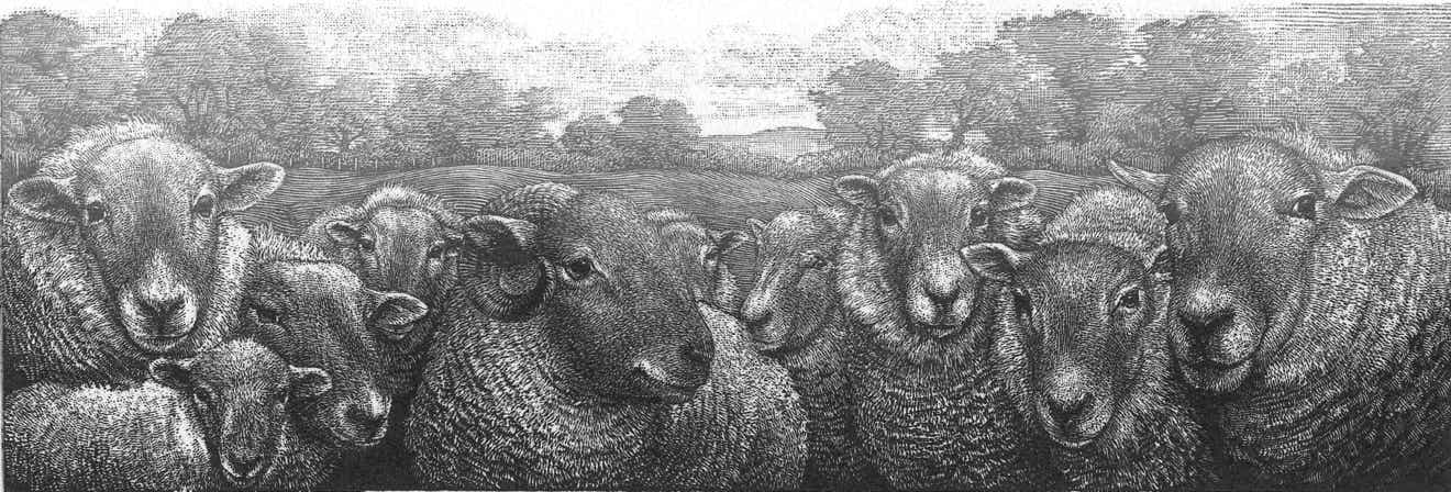 Wood engravings