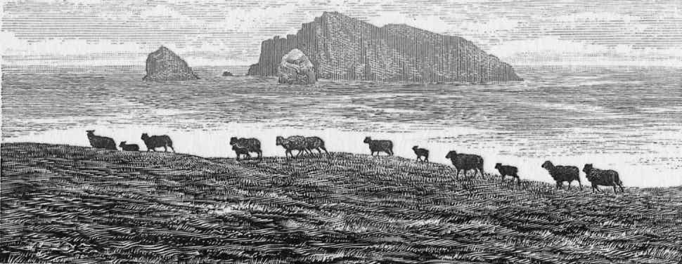 Wood engravings