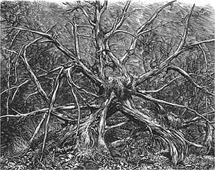 Wood engraving