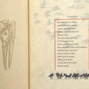 Part of an page opening of The Anphibious Place